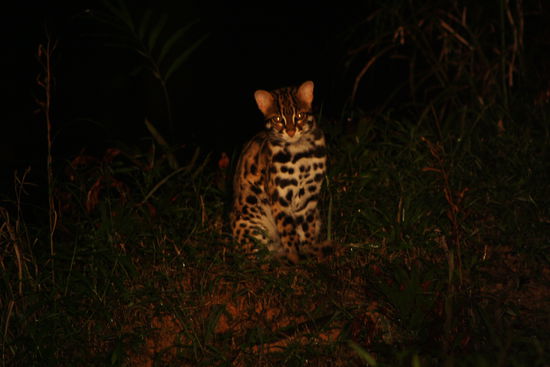 Neben Vögeln, Fuchsänlichen Tier und anderen Sachen sahen wir auch diese Leoparden-Katze.