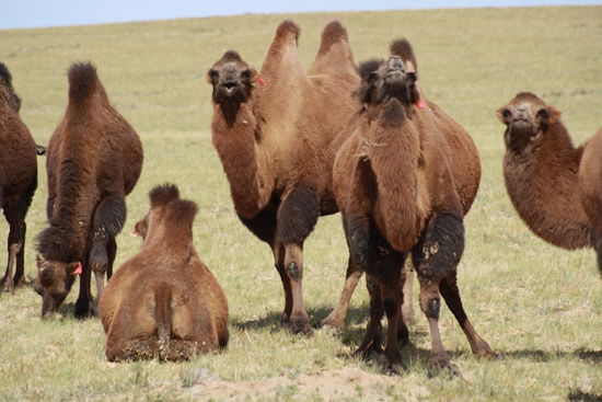 Unsere erste Kamelherde. Die stinken wahnsinnig und stehen auch gerne einfach mal im Weg.