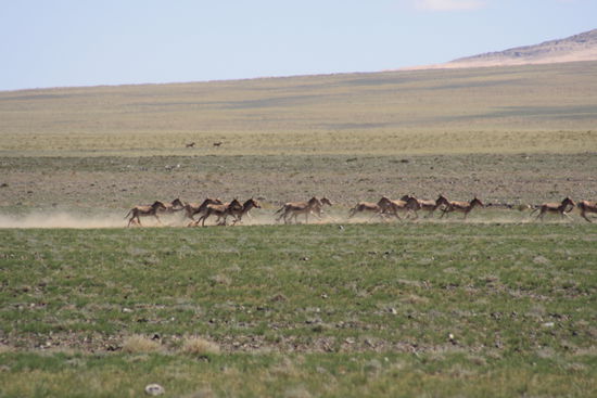 Wir glücklichen: Richtige, ganz echte, freie Mongolische Wildpferde. Laut Zaya, soll man die sehr selten sehen.