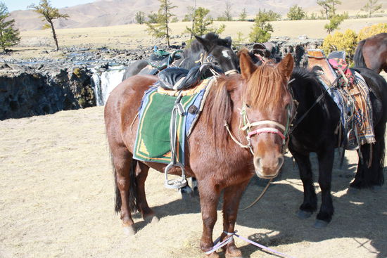 Da ist es, mein Hottehüpferdchen. Es hat nur nicht auf mich hören wollen und paßte sich immer den anderen an. Und Wasser mochte es auch nicht. 5 Extra-runden, bevor es endlich durch den Fluß ging.