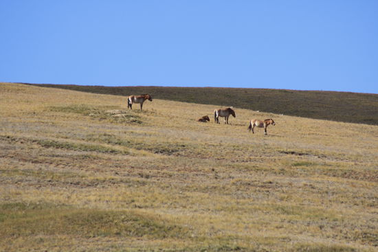 Letzer Stop: Nationalpark für Wildpferde.
