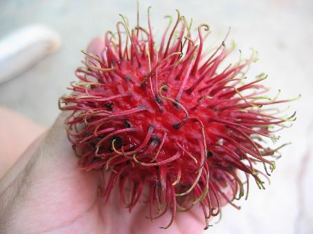 leckere wilde lychees