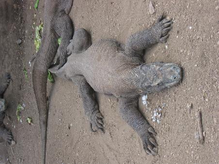 komodo