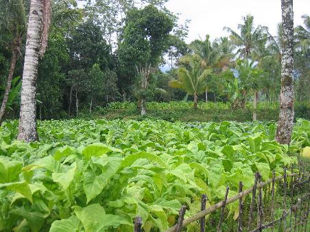 lombok - tabakplantagen