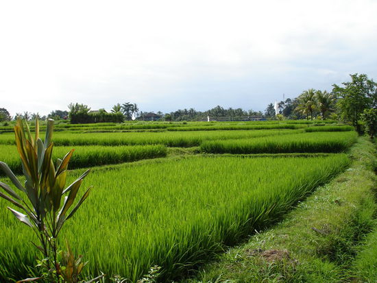 Reisfelder in der Umgebung von Ubud
