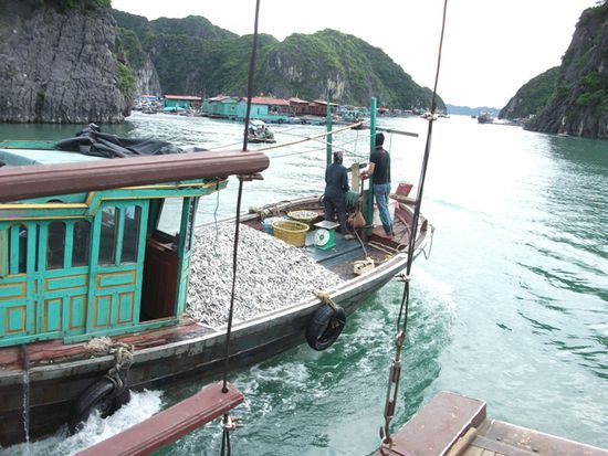 Frischer Fisch direkt vor dem Floating Village nahe Cat Ba.