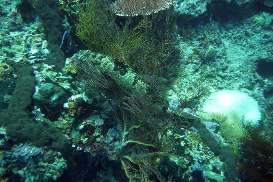 Seht ihr den Zackenbarsch?