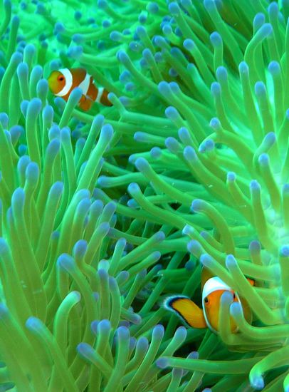 Nemo nochmal rangezoomt