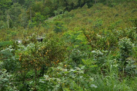 Fotostop für Mandarinenplantagen