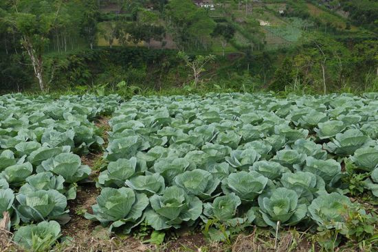 So zum Beispiel Kohlanbau...