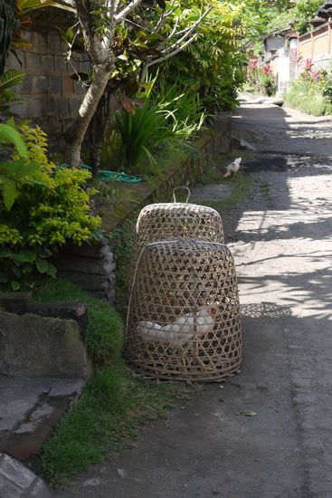 Wie überall sieht man auch hier in dem Dorf Kampfhähne, die auf ihren großen Fight warten 