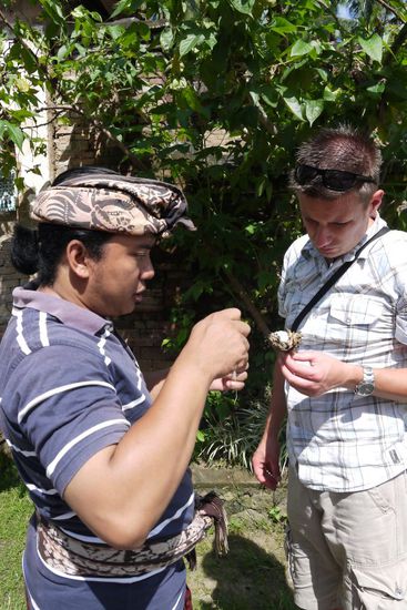 Ein frisch gepflückter Baumwollbüschel