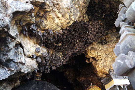 Unglaublich viele Fledermäuse