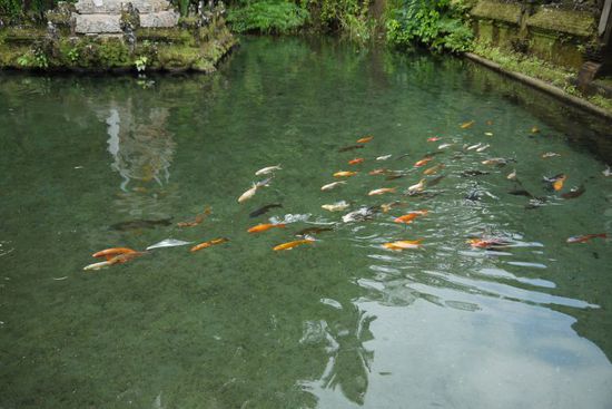 ...und jede Menge Fische...