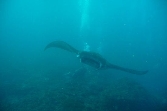 Manta der direkt auf Peter zukam (laut Peter ca. 5 m Spannbreite, da fühlte er sich plötzlich ziemlich klein 