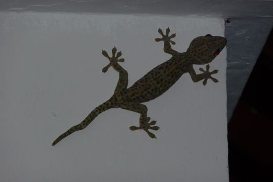 Dieser Monster-Gecko hat uns vor dem Zimmer erwartet....