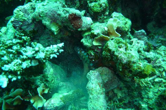 Wer findet den Tintenfisch?