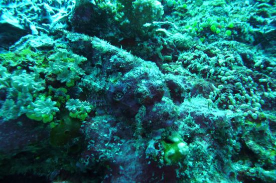 Wer sieht den Steinfisch?