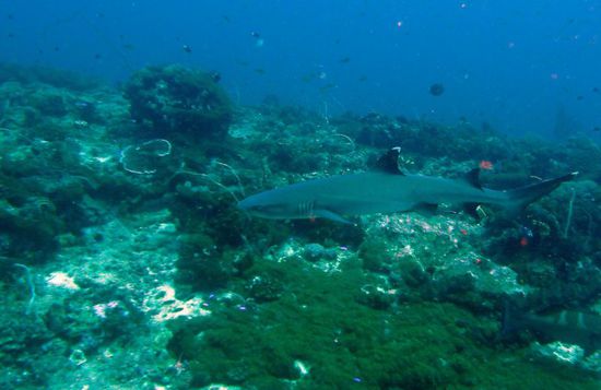 Und da war er plötzlich....einfach gigantisch