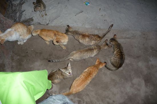 Und auch die Katzen haben wir nicht verhungern lassen 