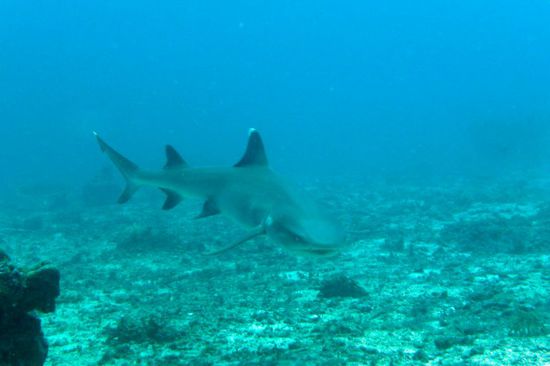 Direkt auf Peter zu...