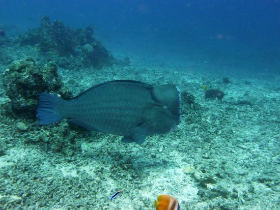 Zum Größenvergleich beachte man den kleinen Fisch im Vordergrund 