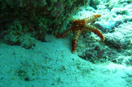 Mal ein anderes Exemplar vom Seestern