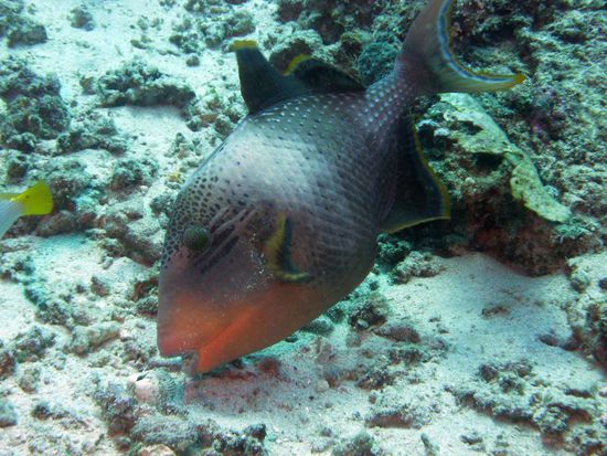 Großer Drückerfisch....