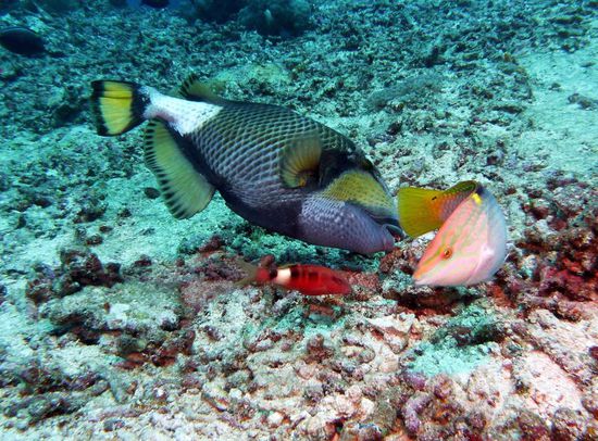 ....und hier noch einer