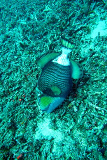 Mal wieder ein Drückerfisch