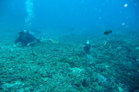 Peter und Drückerfisch (Heute war ich mal Fotograf  )