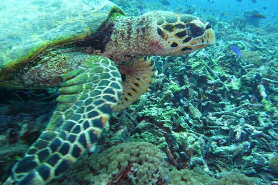 Schon wieder Schildi 