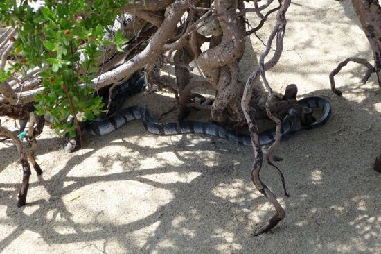 Ob die wohl giftig ist?!