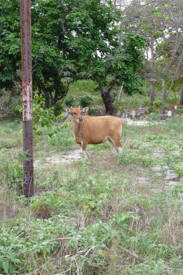 Tieren begegnet man hier auch ab und an