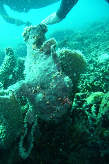 Frogfish