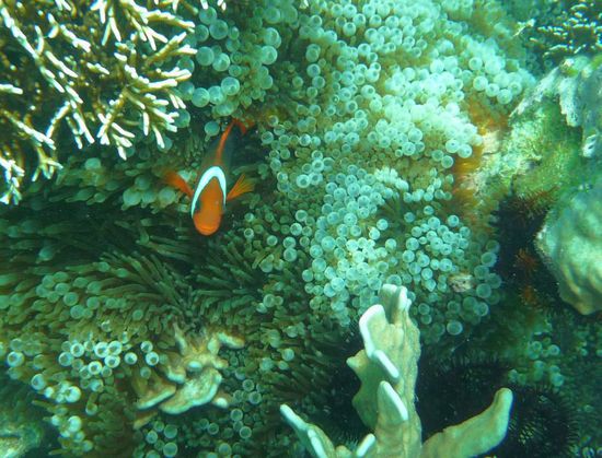 Nemo alleine...