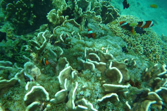 ...und hier die restliche Nemo-Familie