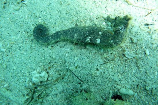 Liegendes Seepferdchen