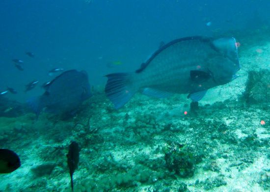 Büffelkopfpapageifische