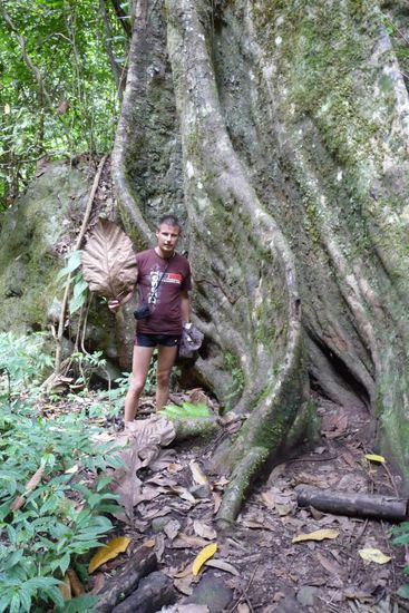 Auf dem Rückweg noch ein Schnappschuss bei einem riesigen Baum