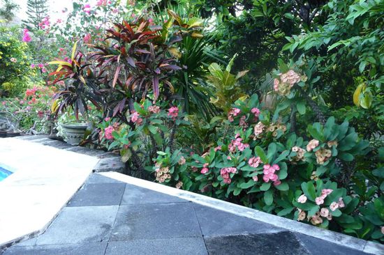 Wer findet die Frucht rechts im Bild?