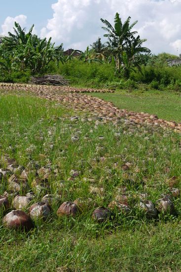 Ganz viele leere Kokosnussschalen