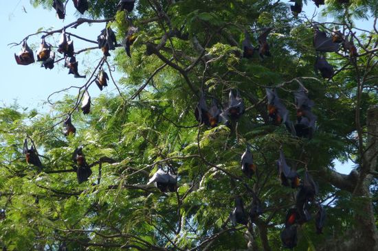 Flughunde in ihrer natürlichen Umgebung...
