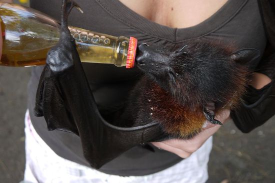 ...das Gesicht wie bei kleinen Hunden