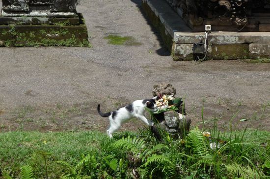 Hier gab es wohl etwas Leckeres als Opfergabe 