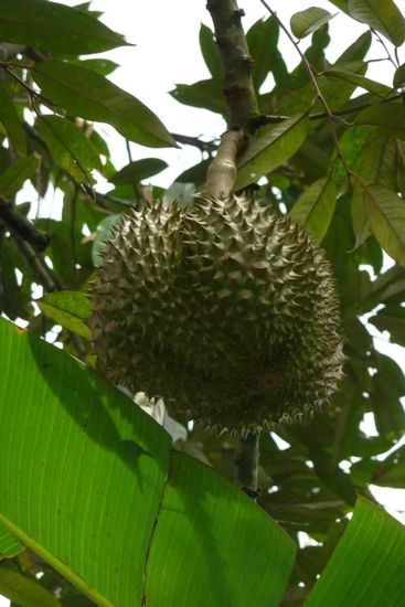 Durianfrucht