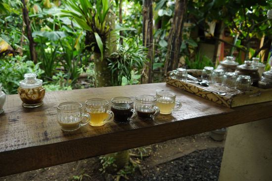...und anschließend probiert: Ginseng-Kaffee, Lemongras-Tee, Bali-Kaffee, Kakao, Ingwer-Tee (von links nach rechts)