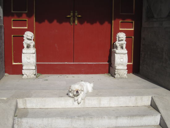 Was ist Statue was ist Hund