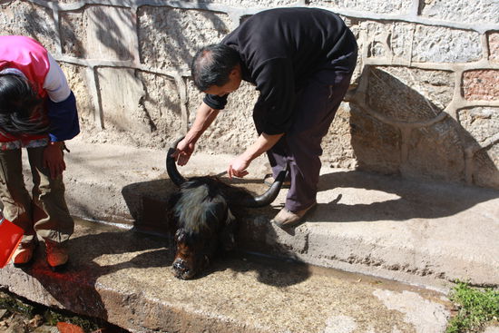 Dieser Anblick war "supel nicht leckel". Keine Ahnung was die mit dem Kopf noch machen wollten. Jedenfalls haben sie sich minutenlang mit der Waesche beschaeftigt.