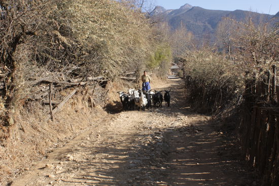 Ziegenliese unterwegs